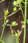 Arkansas beardtongue